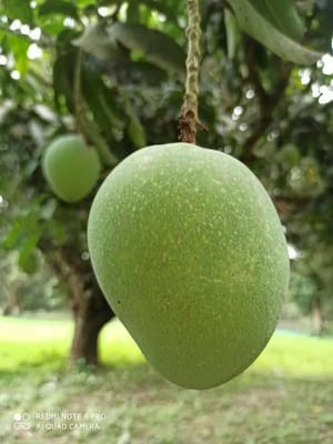 খিরসাপাত আম_img_1