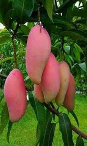 কিউজাই আম