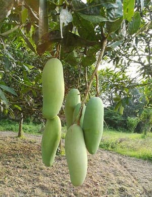 ব্যানানা আম_img_1