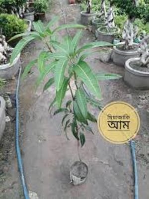 সূর্যডিম বা মিয়াজাকি আম_img_3