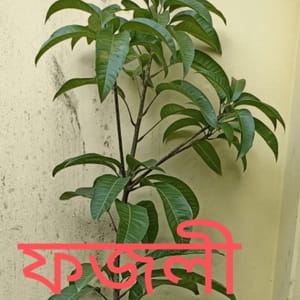 ফজলি আম_img_1
