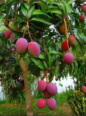 আমেরিকান রেড পালমার_img_1