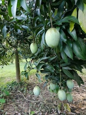 ল্যাংড়া আম