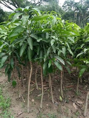 গৌরমতি আম_img_1