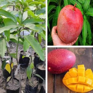 সূর্যডিম বা মিয়াজাকি আম_img_2