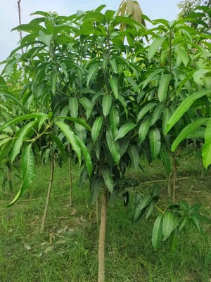 কিউজাই আম_img_1