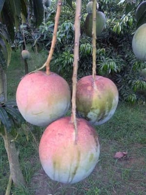 বারি - ৪ আম