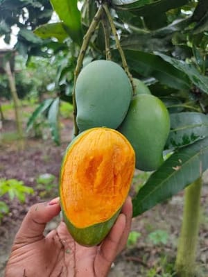 আম্রপালি গাছ_img_1