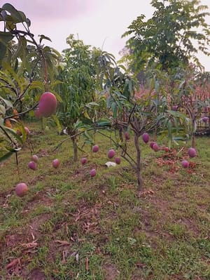 আমেরিকান রেড পালমার_img_2