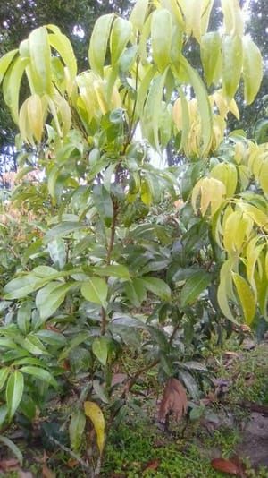 চায়না ৩ লিচু