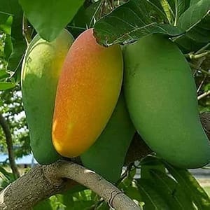 মিশ্রিভোগ আম_img_1