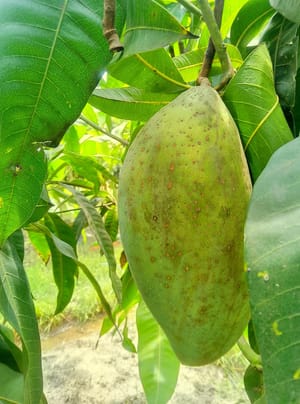 মিশ্রিভোগ আম