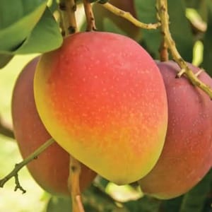 সুবর্নরেখা আম