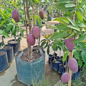 ব্লাকস্টোন আম_img_2