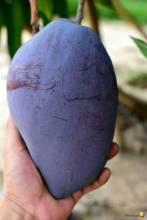 ব্লাকস্টোন আম_img_1