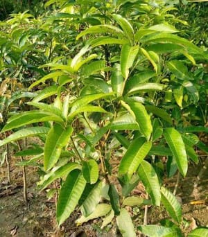 আলফানসো আম_img_2