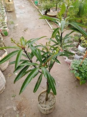 সুবর্নরেখা আম_img_2