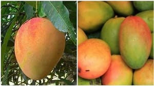 সুবর্নরেখা আম_img_3