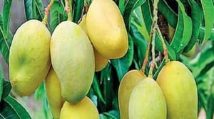 ব্যানানা আম_img_2