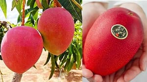 সূর্যডিম বা মিয়াজাকি আম