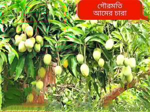 গৌরমতি আম