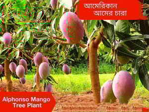 আলফানসো আম