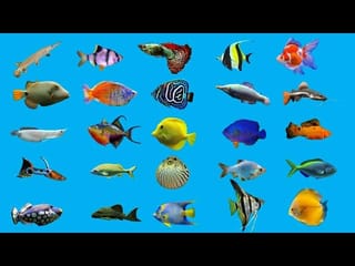 Live Stocks🐠🐌🐟