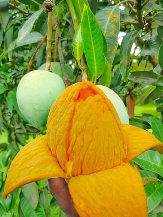 ক্যামিকেল মুক্ত ফল