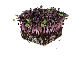 Radish Pink Microgreen Seeds