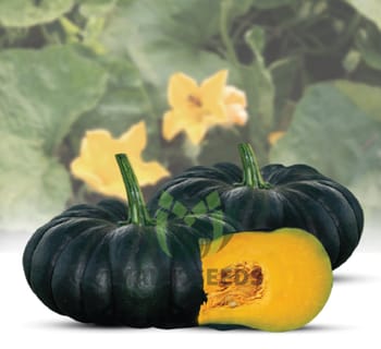 মিষ্টি কুমড়া – Pumpkin (পামকিন)/pcs