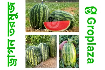 হাইব্রিড জাতের ড্রাগন তরমুজ বীজ । F1 Hybrid dragon watermelon seeds