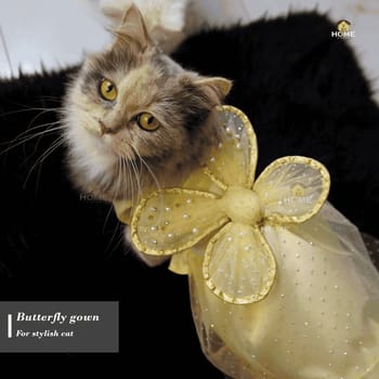 Cat butterfly gown (custome)