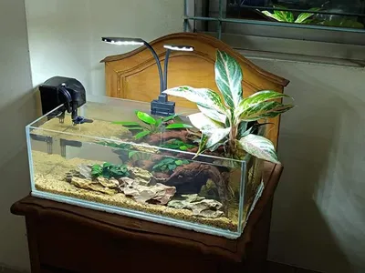 living art