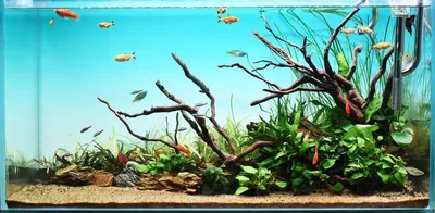 Low tech plants
