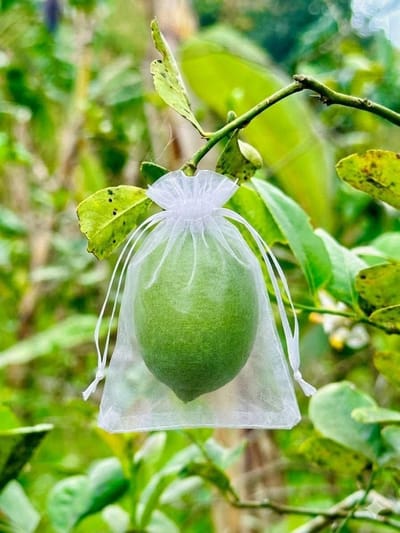 fruit protection bag - Reusable Fruit Insect Proof Drawstring Bags - Plants Protection Mesh Bags Pest Barrier Covers for Fruit Trees Home Garden Supplies