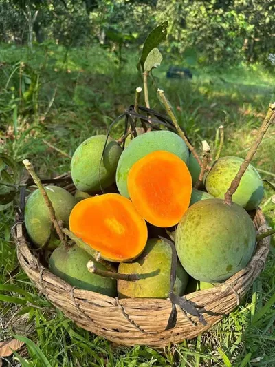 আম হিমসাগর🥭 কেমিক্যাল মুক্ত | Himsagor Mango