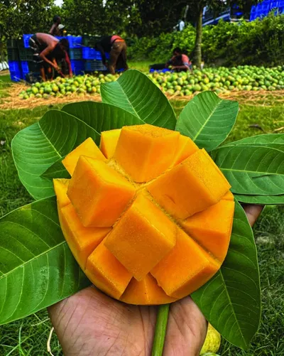 আম গোবিন্দভোগ🥭 কেমিক্যাল মুক্ত | Gobinda Mango