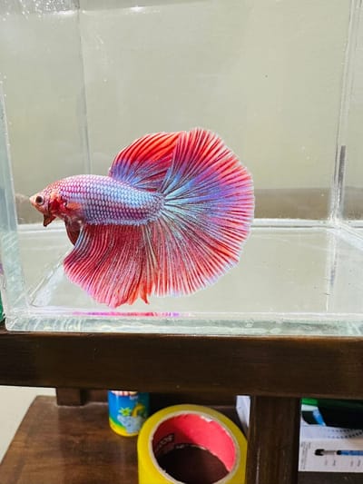 হাফমুন বেট্টা ফিস