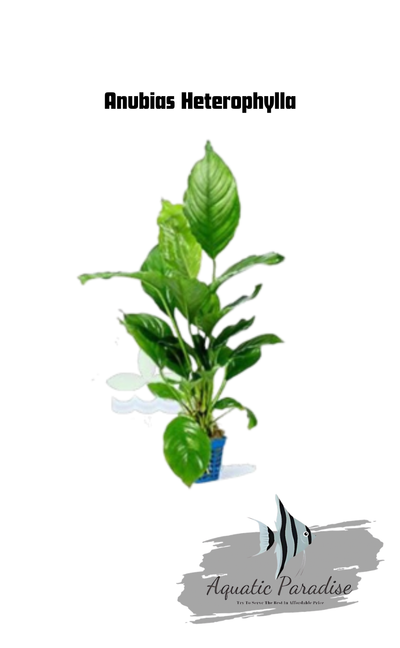 Anubias Heterophylla
