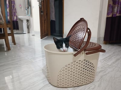 cat curry busket - বিড়ালের বাস্কেট - Image 3