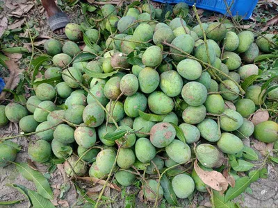 আম (গোপালভোগ🥭) কেমিক্যাল/কার্বাইড মুক্ত