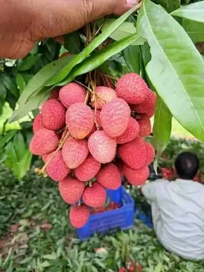 Dinajpur Large Size বোম্বাই🍒 Lichu 100Pcs.