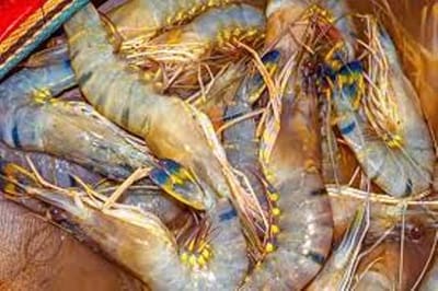 বাগদা চিংড়ি