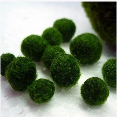 Moss ball 1 piece
