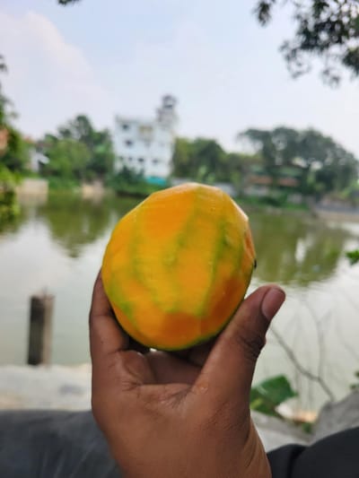 গোবিন্দভোগ আম ২৫ কেজি হোম ডেলিভারি - Image 3