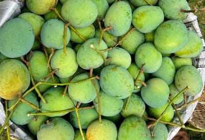 গোবিন্দভোগ আম ২৫ কেজি হোম ডেলিভারি - Image 2