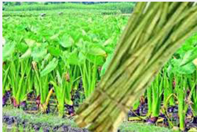 লতি / আটি - Image 1