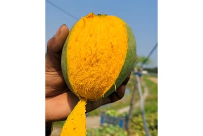 গোপালভোগ আম ১২ কেজি হোম ডেলিভারি - Image 1