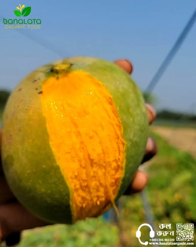 গোপালভোগ আম ২৫ কেজি হোম ডেলিভারি - Image 1