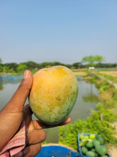 গোপালভোগ আম ২৫ কেজি হোম ডেলিভারি - Image 2